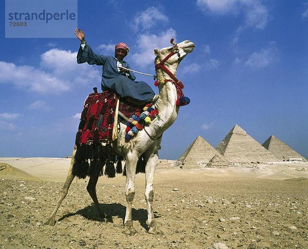 10327540  Ägypten  Nordafrika  Pyramiden von Gizeh  Gruß  Kamel  Kamel-Fahrer  sitzen  stehen