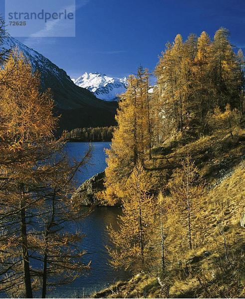 10330871  Oberengadin  Schweiz  Europa  Bäumen  Berge  Engadin  Graubünden  Graubünden  Herbst  Landschaft  Lärchen  Schweiz