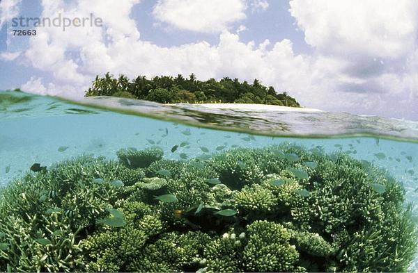 10342632  Malediven  Indischer Ozean  Atoll  Ihuru  Insel  Korallen  Mal  Insel  Meer  Wasser  Unterwasser  auf oben  unten  bei