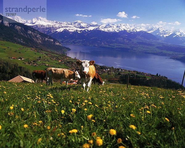 Hausrind Hausrinder Kuh Landschaftlich schön landschaftlich reizvoll Europa Berg Alpen Berner Oberland Kanton Bern Schweiz