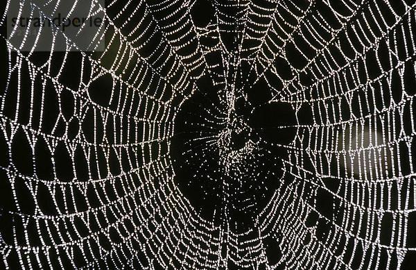 10367860  zurück Licht  Spider net  Dewdrop  Net  Trap  symbol