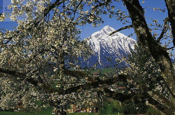 Berg Baum blühen Ast Berner Oberland Kanton Bern Schnee Schweiz