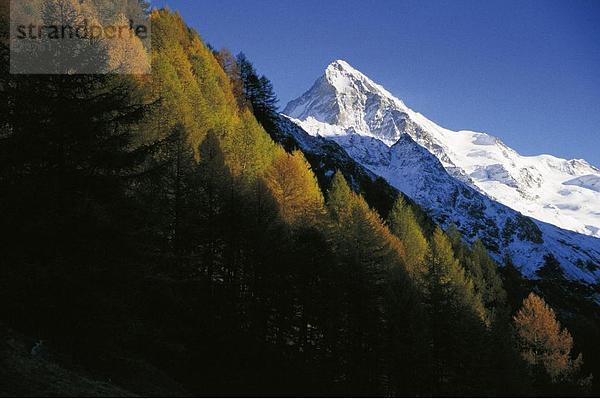 10373774  Landschaft  Alpen  Bäumen  Berge  Dent Blanche  Hang  Neigung  Herbst  Lärchen  Schnee  Schweiz  Europa  Val d