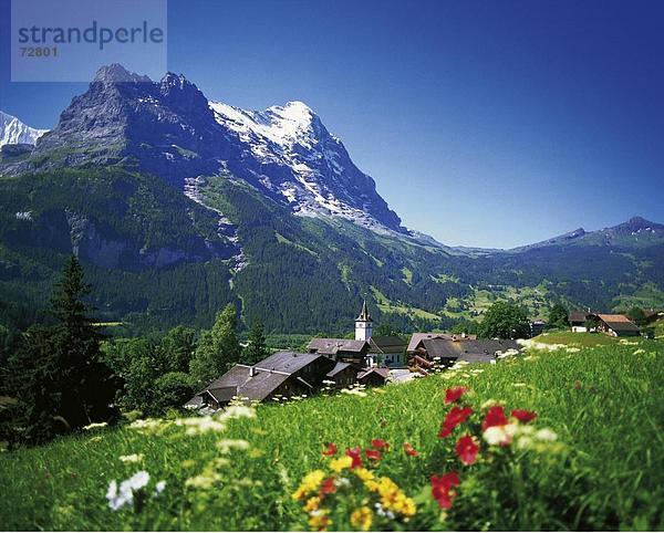 Blumenwiese Berg Dorf Alpen Eiger Berner Oberland Kanton Bern Grindelwald