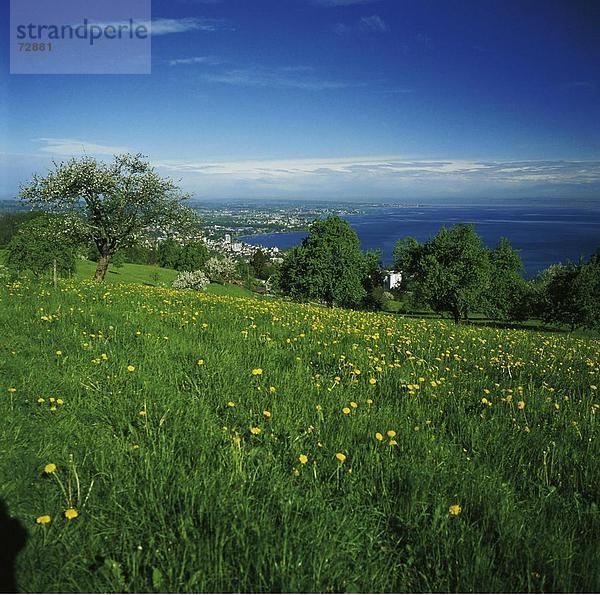10393567  Ansicht  Bäume  Bodensee  See  Meer  Landschaft  Rorschach  Schweiz  Europa  St. Gallen  vorne  kommenden Frühjahr