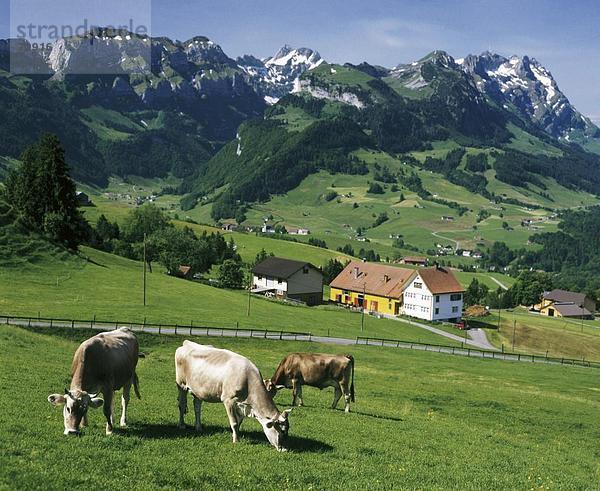 10409267  Appenzell  Bauernhaus  Berge  Braun  Rind  drei  grasen  Kuh  Kühe  Schweiz  Europa  Steinegg  Wiese
