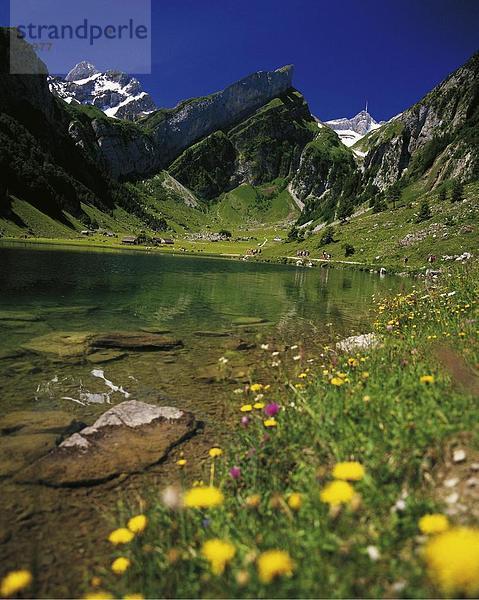 10422278  Alm  Appenzell  Berge  Kühe  Landschaft  Schweiz  Europa  See Alm  See  Meer  Berg  See  Alpstein  mal