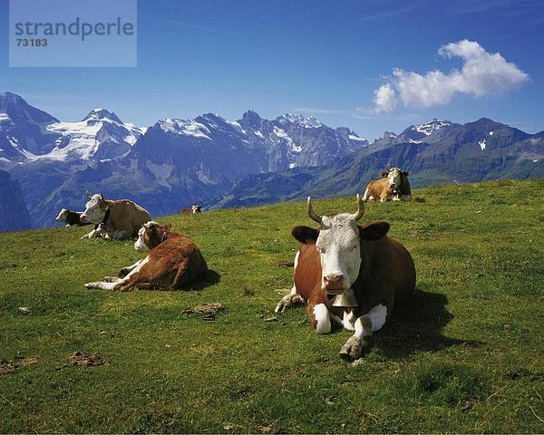 Gebirge Berg Herde Herdentier weiß Alpen Teamgeist Ofen Berner Oberland braun Kanton Bern Bergpanorama
