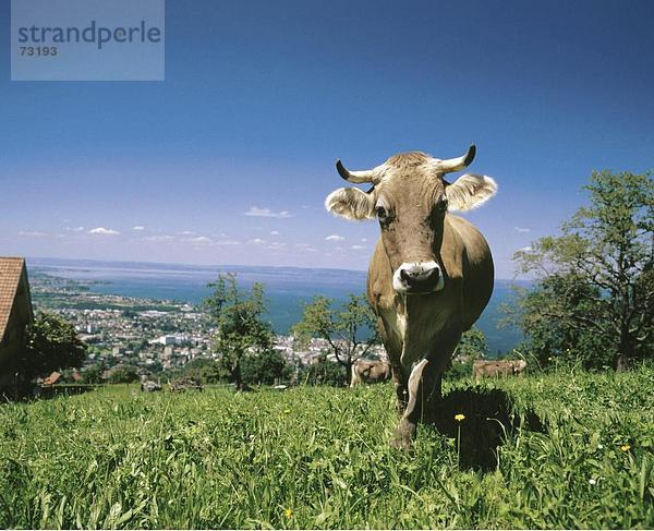Hausrind Hausrinder Kuh Landschaftlich schön landschaftlich reizvoll Europa See Meer Ansicht Rorschach Schweiz Bodensee
