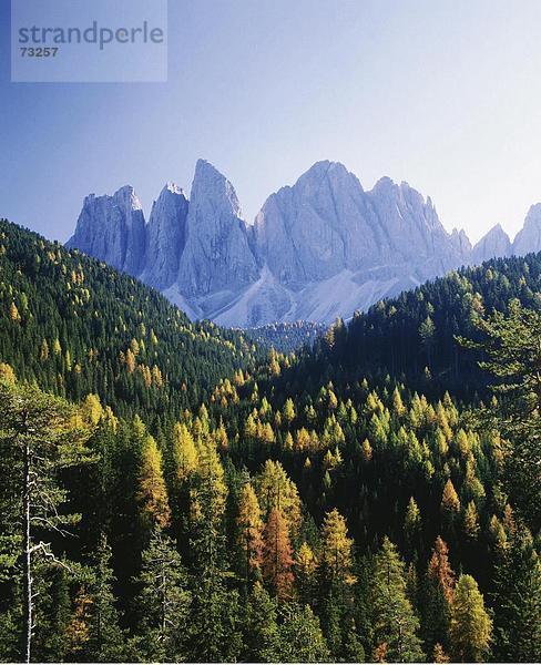 Gebirge Landschaftlich schön landschaftlich reizvoll Europa Holz Herbst Dolomiten Trentino Südtirol Italien Gebirgszug Tirol