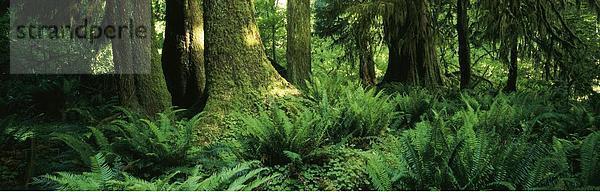 Vereinigte Staaten von Amerika USA Nationalpark Anschnitt Landschaftlich schön landschaftlich reizvoll Amerika schneiden waschen Baum Wald Farn Holz innerhalb Nordamerika Olympische Spiele Olympiade