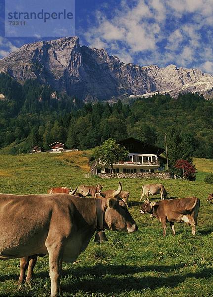 10488427  braun Rinder  Chalets  Felsen  Felsen  Berge  Glarus  Weiden  Öfen  Strecken  Herde  Klontal  Kuh  Schweiz  Eur