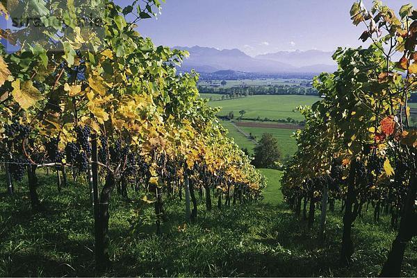 Europa Wein Tal Herbst Rheintal Schweiz Weinberg
