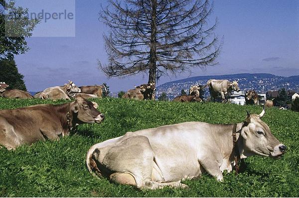 Hausrind Hausrinder Kuh Europa Entspannung Wiese Schweiz Kanton Zürich