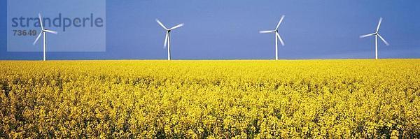 Mittelgroße Menschengruppe Mittelgroße Menschengruppen Europa Energie energiegeladen Technologie Wind Dänemark Kraftwerk Rapsfeld Propeller