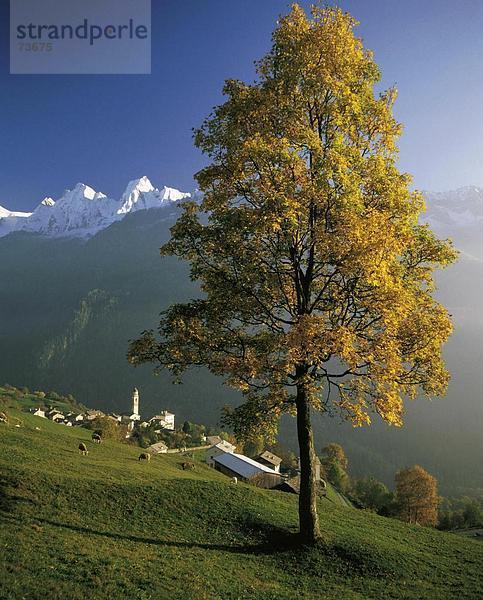 10533318  Bergell  Graubünden  Graubünden  Herbst Baum  Schnee Berge  Schweiz  Europa  Soglio  Überblick  Nanny Ziege-Herde