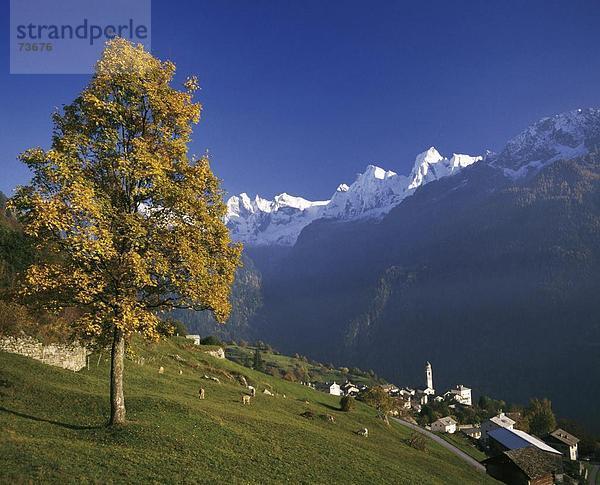 10533319  Bergell  Graubünden  Graubünden  Schweiz  Europa  Herstbaum  Schnee Berge  Soglio  Überblick  Nanny Goat Öfen