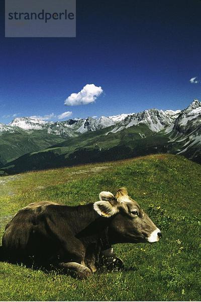 10533880  Alm  Arosa Bergpanorama  Braun  Rind  individuelle  Graubünden  Graubünden  Kuh  Lüge  Schweiz  Europa
