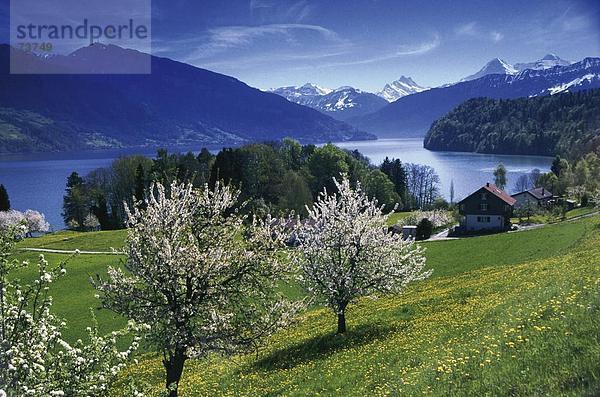 Landschaftlich schön landschaftlich reizvoll Europa Berg Blüte Eiger Berner Oberland Kanton Bern Mönch Schweiz
