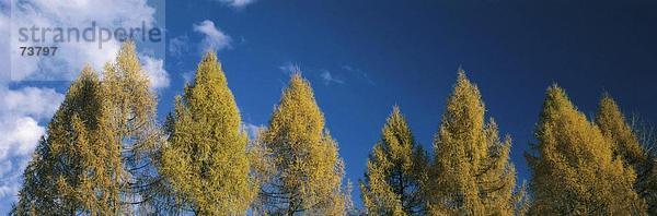 Panorama Baum Himmel Herbst blau Lärche Jahreszeit