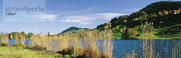 Panorama Landschaftlich schön landschaftlich reizvoll Europa Hügel See Meer Herbst Schilf Schweiz Kanton Zürich