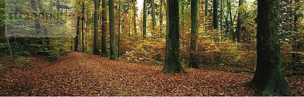 Panorama Landschaftlich schön landschaftlich reizvoll Baum Wald Holz innerhalb Herbst Laub