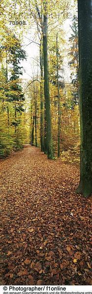 Panorama Landschaftlich schön landschaftlich reizvoll Baum Wald Holz innerhalb Herbst Laub