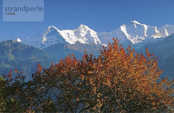 Landschaftlich schön landschaftlich reizvoll Europa Berg Baum Herbst Eiger Berner Oberland Kanton Bern Mönch Schweiz