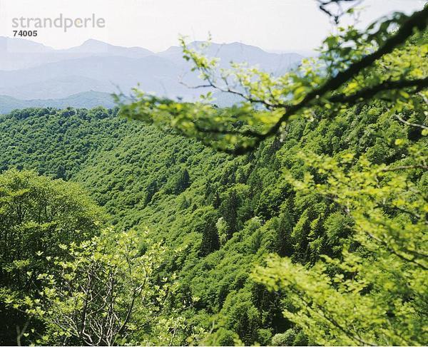 Laubwald Europa Berg Wald Schweiz