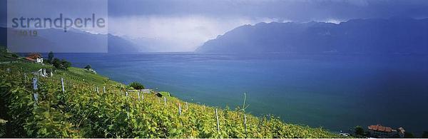 10583027  Genfersee  Gewitter  Stimmung  Lavaux  Panorama  Weinberge  Schweiz  Europa  Waadt  Wein  Genfersee  Lac Lema