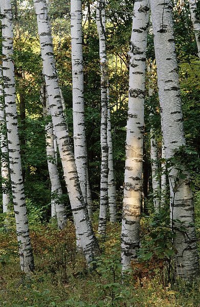 Vereinigte Staaten von Amerika USA Amerika Wald Holz innerhalb Nordamerika Abenddämmerung Birke Vermont