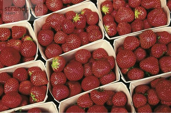10611820  Bild-Füllung  Konzept  Erdbeeren  mehrere  Schalen  Schalen  Schweiz  Europa  Obst  Speisen  Essen