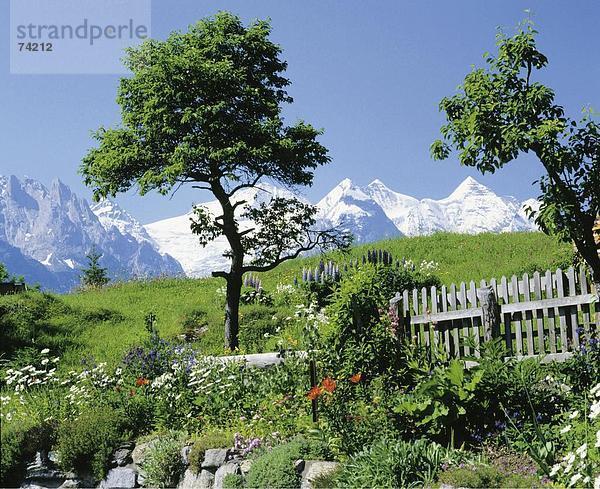 Landschaftlich schön landschaftlich reizvoll Europa Berg Garten Alpen Berner Oberland Kanton Bern Schweiz