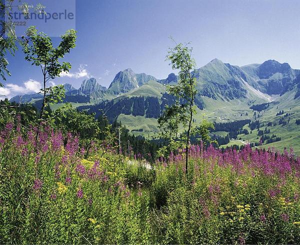 Blumenwiese Landschaftlich schön landschaftlich reizvoll Europa Berg Alpen Kanton Bern Schweiz