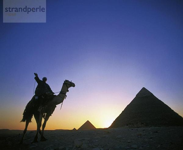 10614925  Ägypten  Nordafrika  Gizeh  Kamel  Pyramiden  Fahrer  Silhouetten  Stimmung