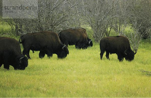 10617876  Bison  Bisons  Öfen  Bereiche  Kanada  Nordamerika  Mackenzie Bison Sanctuary  Nordwest-Territorien