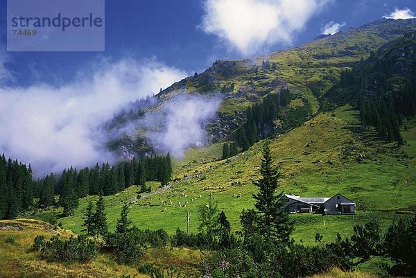 Hausrind Hausrinder Kuh Landschaftlich schön landschaftlich reizvoll Bauernhaus Europa Kanton Glarus Schweiz