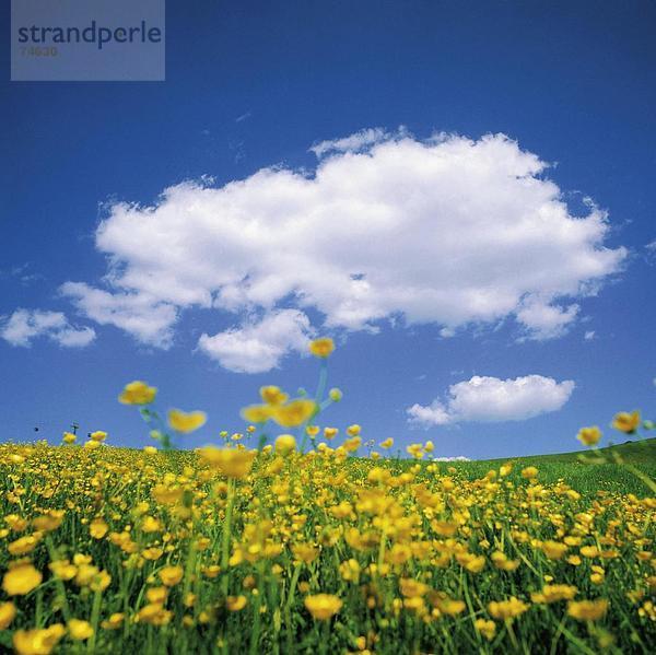 10628038  Alm  Bern  Blumen-gelb  Blumenwiese  Himmel  Landschaft  Schweiz  Europa  Simmental  Wolken  Wetter