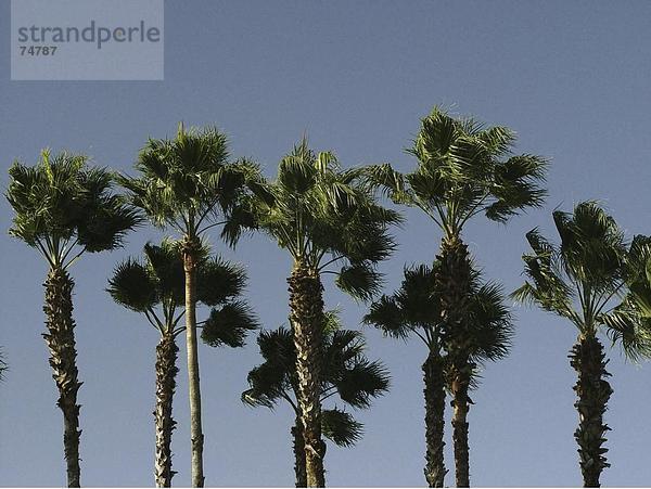 10630603  Botanik  Gruppe  Himmel  mehrere  Palm  Palmen  Natur  Pflanzen