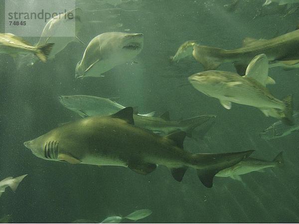 10630661  Aquarium  verschiedene  Fisch  Fisch  Haie  Hai Fische  Louisiana  New Orleans  Tier  Tier  Tiere  Tiere  Underwate