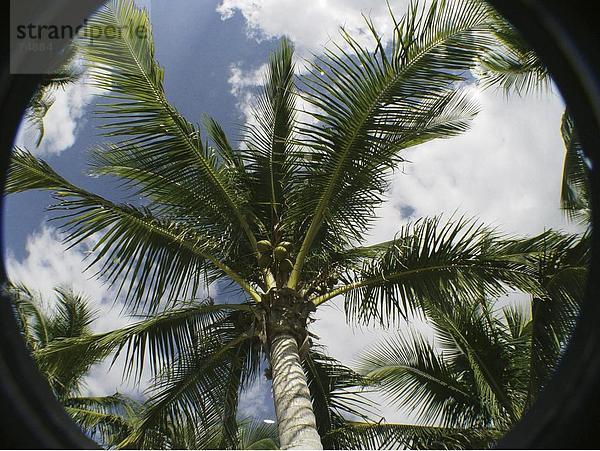10630700  Übersicht  Botanik  Effekt  Fisch - Auge  Fisheye  Himmel  Natur  Palm  Palmen  Pflanzen