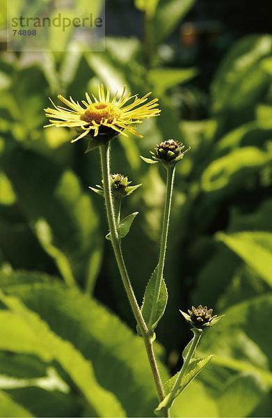 10631313  Alant  Blumen  blühen  Polka  Botanik  Sanierungsmaßnahmen Pflanze  Inula  Medizin  Natur  körperliche Wohlbefinden Kunden  Pflanzen