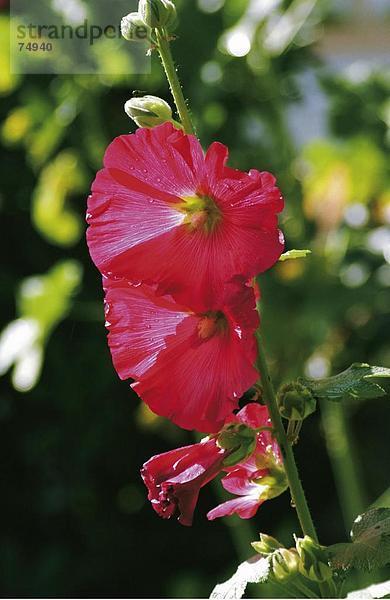 10631355  Alcea Rosea  Blumen  blüht  blüht  Botanik  Garten  Natur  Pflanzen  rot  Boden-Rose
