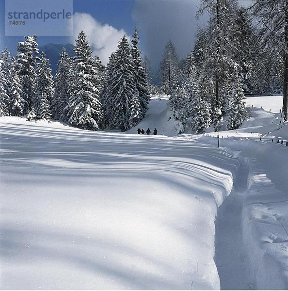 10631803  alpine  Alpen  Bäumen  Berge  Gruppe  Leutasch  Menschen  Koniferen  Bäume  frische Schneedecke  Österreich  Europa  Personen