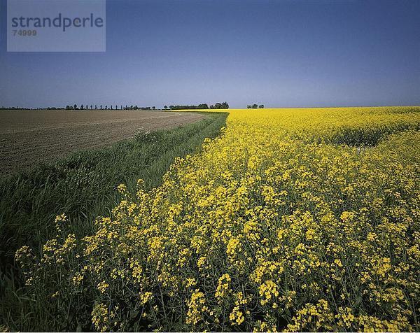 10631826  Feld  Brassica  schlicht  Fields  glatt  gelb  Groningen  Holland  Landwirtschaft  Niederlande  Nutzpflanzen  Oldehove