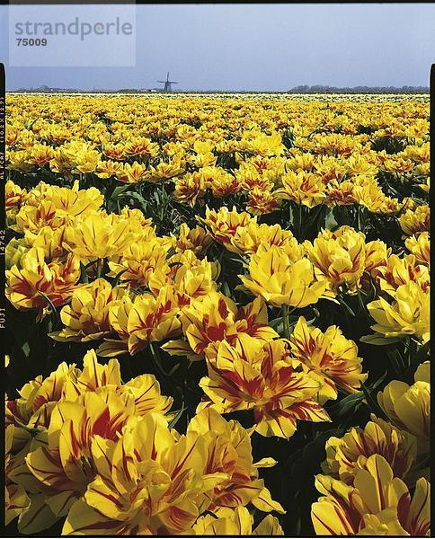 10631836  Blumen  blühen Sie Feld  Feld  Holland  Niederlande  Pflanzen  Schagerbrug  Tulpen  Tulpenfeld  Windmühle  Wahrzeichen