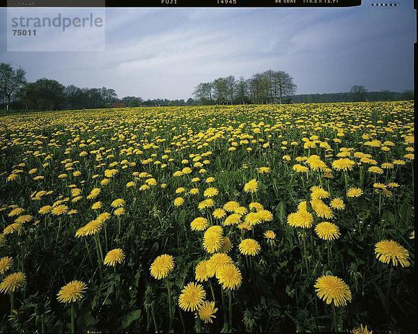 10631838  Bäume  Blumenwiese  blüht  blüht  Frühling  gelb  Holland  Landschaft  Löwenzahn  Markelo  Niederlande  Overi