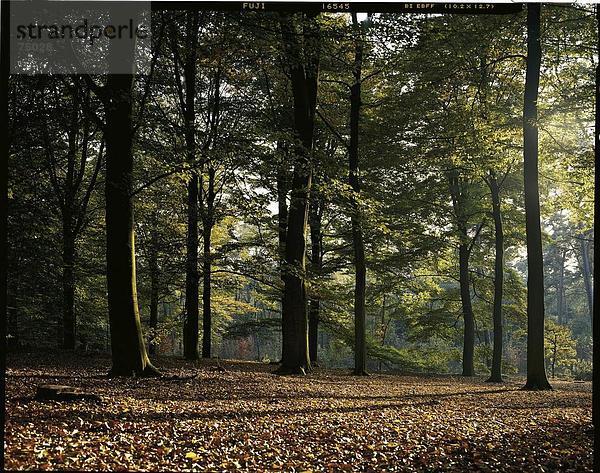 Wald Natur Holz Herbst Niederlande Laub Stimmung Utrecht