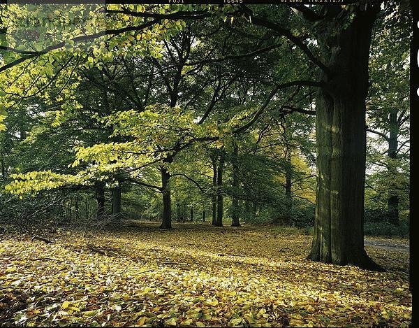 Wald Natur Holz Herbst Niederlande Laub Utrecht