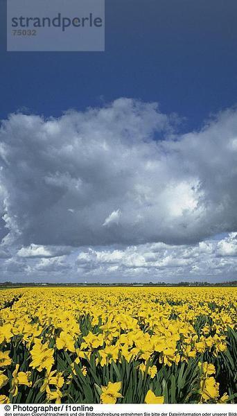 10631859  Blumen  blühen Sie Feld  Feld  gelb  Holland  Landschaft  Landwirtschaft  Niederlande  Tulpen  Tulpenfeld  Wolken  Change